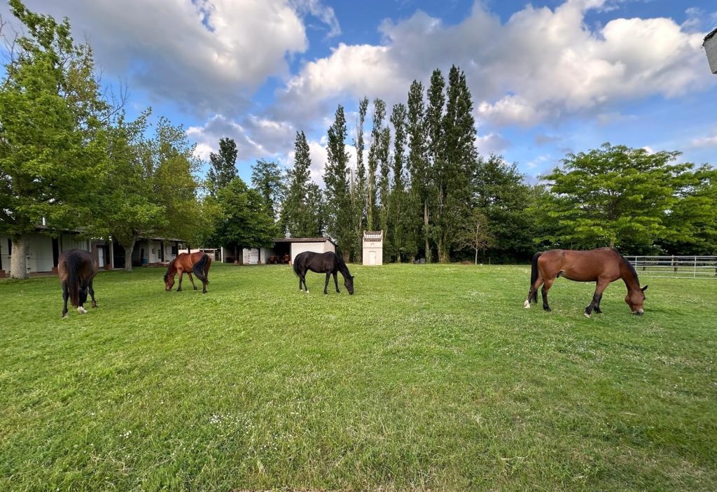 Equitherapie toulouse