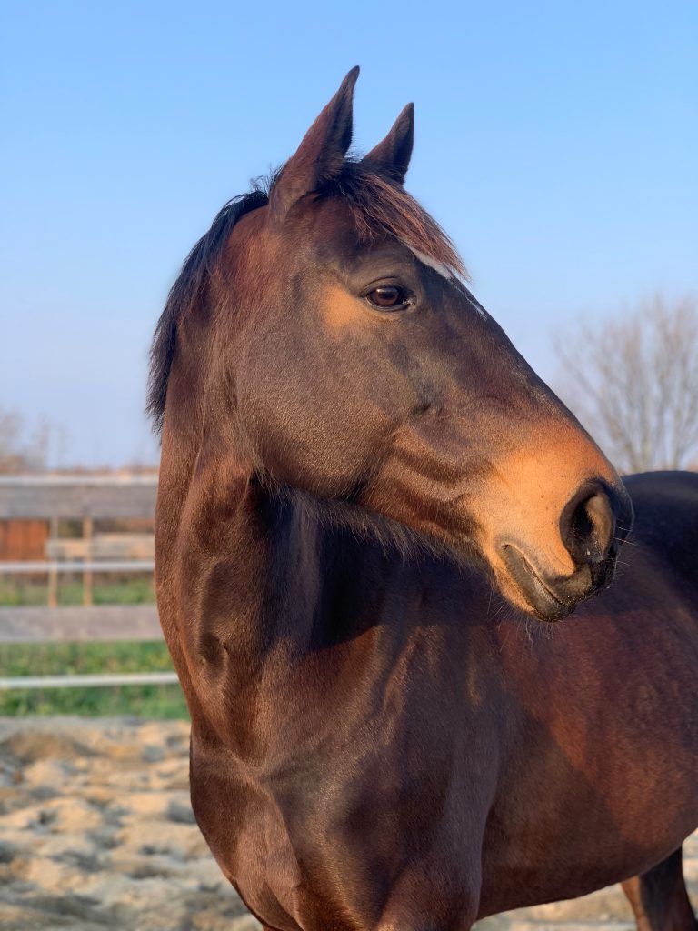 Equicoaching toulouse